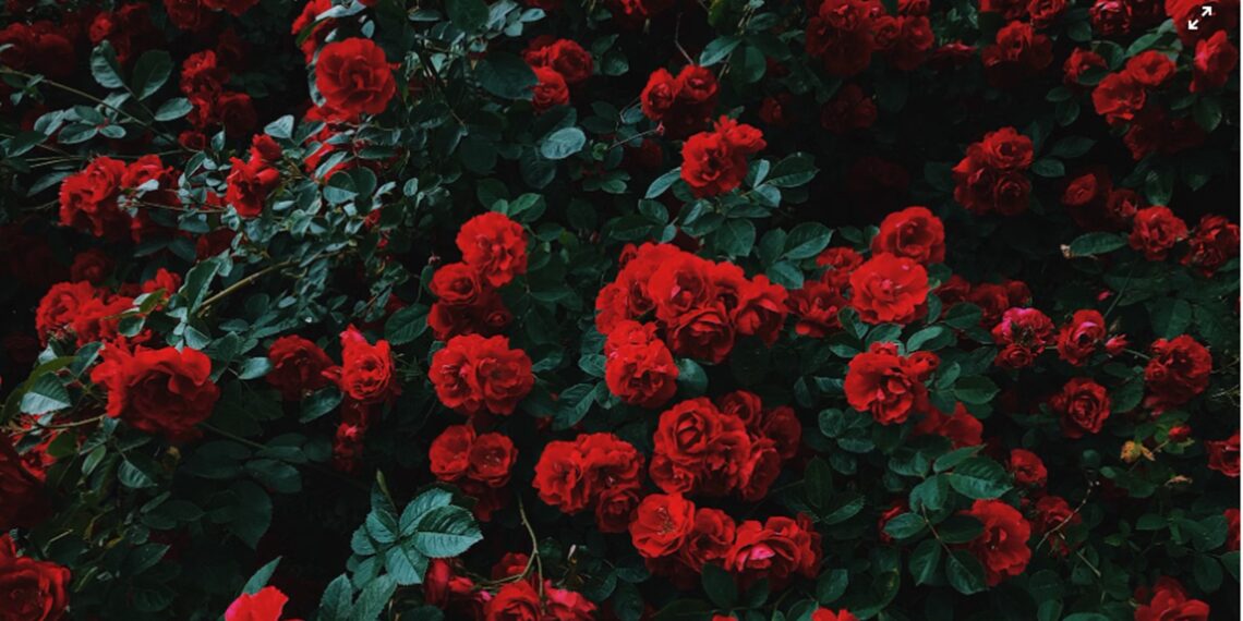 Nepal imports 3 lakh red roses from India to meet demand on Valentine’s Day