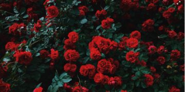 Nepal imports 3 lakh red roses from India to meet demand on Valentine’s Day