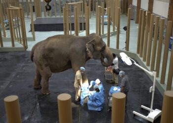 Reliance unveils Vantara programme: A game-changer in wildlife conservations