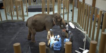 Reliance unveils Vantara programme: A game-changer in wildlife conservations