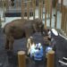 Reliance unveils Vantara programme: A game-changer in wildlife conservations