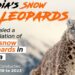 Snow Leopards census: Arunachal haven with 36, nationwide count hits 718