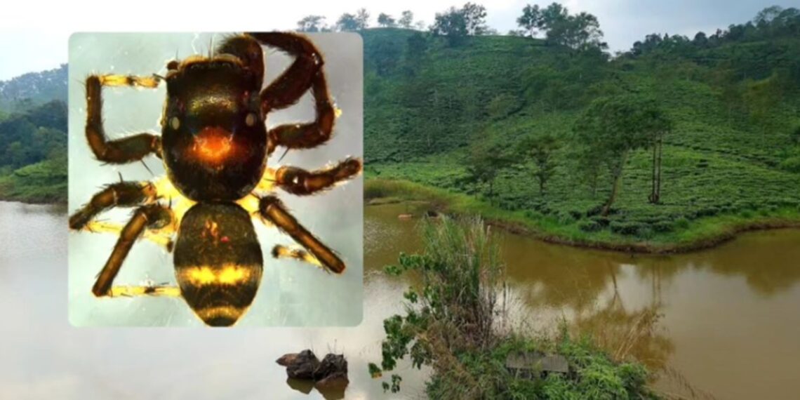 Newly discovered jumping spider honours Anderson Tea Estate owner in Meghalaya