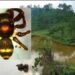 Newly discovered jumping spider honours Anderson Tea Estate owner in Meghalaya