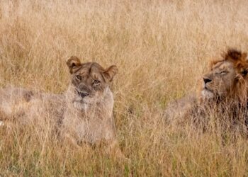 Tripura forest official suspended for naming lion pair Akbar and Sita