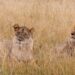 Tripura forest official suspended for naming lion pair Akbar and Sita