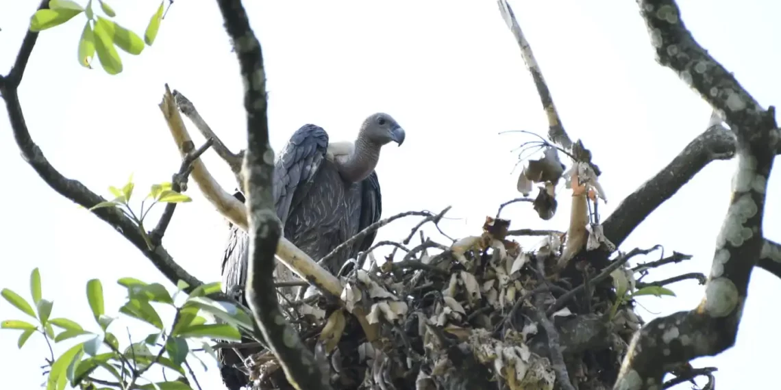 Aaranyak initiates student outreach on vulture conservation in Sivasagar