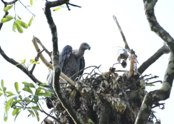 Aaranyak initiates student outreach on vulture conservation in Sivasagar