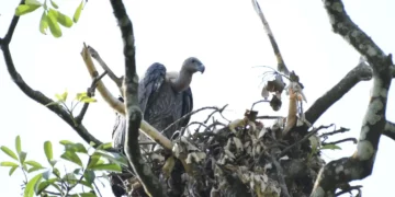 Aaranyak initiates student outreach on vulture conservation in Sivasagar