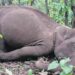 Elephant Assam Dibru Saikhowa National Park