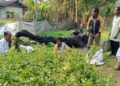 Assam’s Sadiya turns to King Chilli & lemon plantation to resolve human-elephant conflict