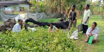 Assam’s Sadiya turns to King Chilli & lemon plantation to resolve human-elephant conflict