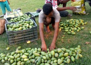 Why is Assam’s State Fruit, kaji nemu, so expensive in local markets?