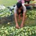 Why is Assam’s State Fruit, kaji nemu, so expensive in local markets?