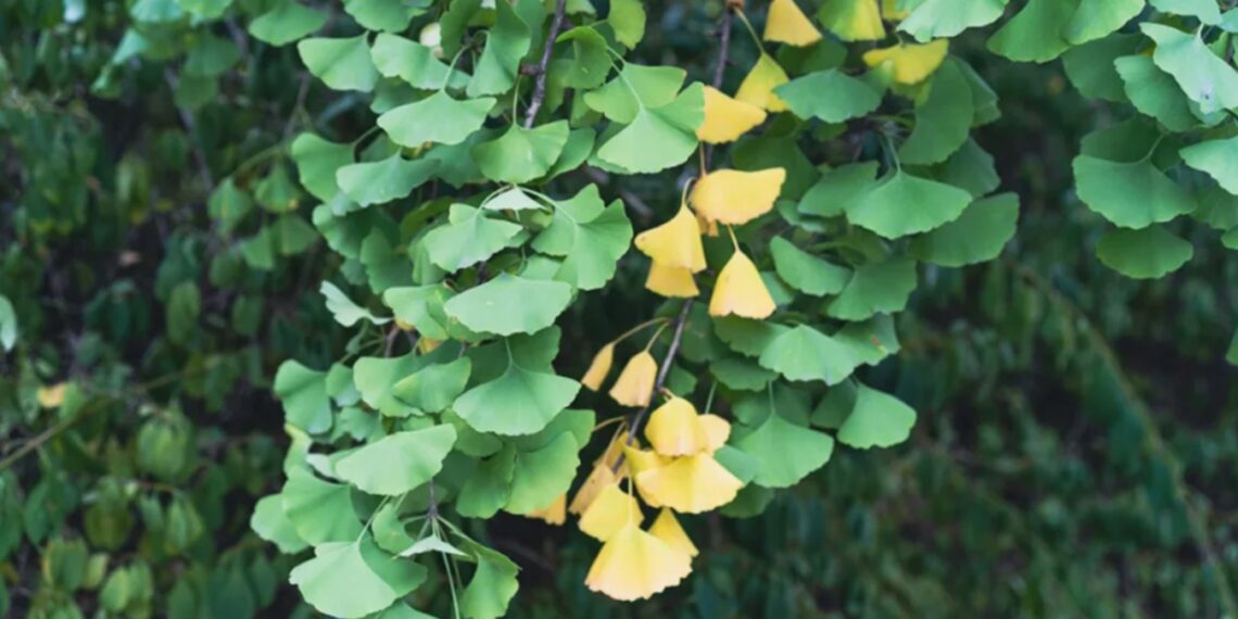 Plants can be game-changers in cancer treatment