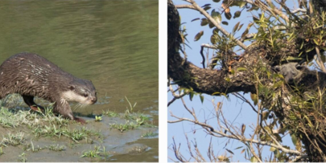 2 new mammal species, binturong & small-clawed otter, discovered in Kaziranga