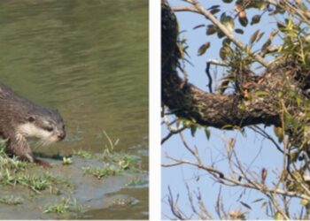 2 new mammal species, binturong & small-clawed otter, discovered in Kaziranga