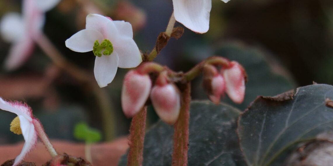 New flowering plant species ‘Begonia Narahari’ discovered in Arunachal