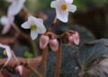 New flowering plant species ‘Begonia Narahari’ discovered in Arunachal