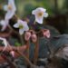 New flowering plant species ‘Begonia Narahari’ discovered in Arunachal