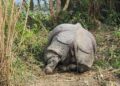 Probe into recovered rhino carcass leads to forest officer’s suspension in Kaziranga