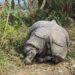 Probe into recovered rhino carcass leads to forest officer’s suspension in Kaziranga