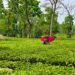 North East Tea Association objects to compulsory public auctioning of tea dust grades