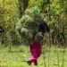 Kunming-Montreal Global Biodiversity Framework will destroy indigenous population, warns Suhas Chakma