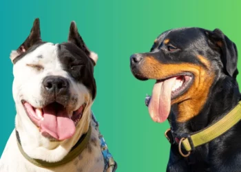 Do you own a Rottweiler, American Bulldog, or a Pitbull Terrier?