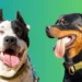 Do you own a Rottweiler, American Bulldog, or a Pitbull Terrier?