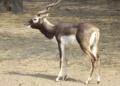 Assam State Zoo to get 4 black bucks from Delhi Zoo