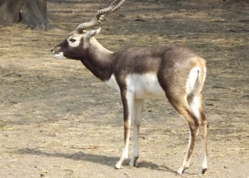Assam State Zoo to get 4 black bucks from Delhi Zoo