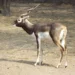 Assam State Zoo to get 4 black bucks from Delhi Zoo