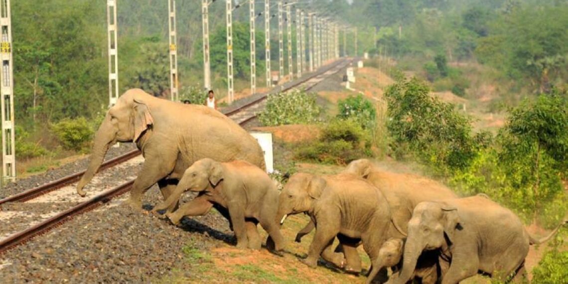 Conservation organisation installs LED lights to tackle human-elephant conflict in Assam