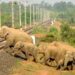 Conservation organisation installs LED lights to tackle human-elephant conflict in Assam