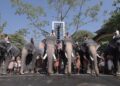 Animal welfare coalition writes to Centre calling for stricter elephant transfer rules