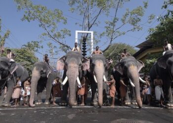 Animal welfare coalition writes to Centre calling for stricter elephant transfer rules