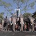 Animal welfare coalition writes to Centre calling for stricter elephant transfer rules