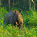 Rhino found dead in Assam’s Bokakhat region following collision with forest vehicle