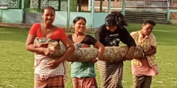 Solar fence brings peace, cultural revival to HEC-hit Koch village in Assam’s Goalpara