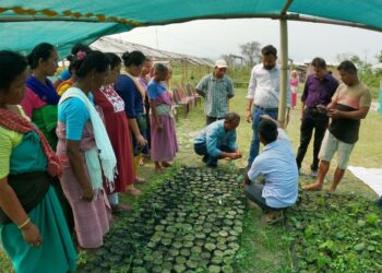 Human-elephant conflict-affected women in Assam’s Udalguri trained on nursery management