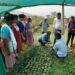 Human-elephant conflict-affected women in Assam’s Udalguri trained on nursery management