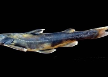 New catfish species discovered in Arunachal Pradesh’s Tung Stream