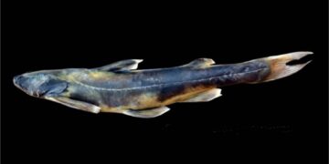 New catfish species discovered in Arunachal Pradesh’s Tung Stream