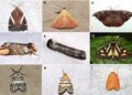 Ten new moth species discovered in Arunachal’s Upper Siang