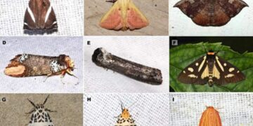 Ten new moth species discovered in Arunachal’s Upper Siang
