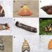 Ten new moth species discovered in Arunachal’s Upper Siang