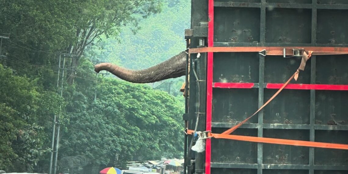 Assam wildlife activist flags legal, ethical concern over elephant, calf transfer to Reliance’s Vantara