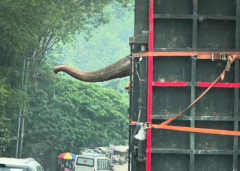 Assam wildlife activist flags legal, ethical concern over elephant, calf transfer to Reliance’s Vantara