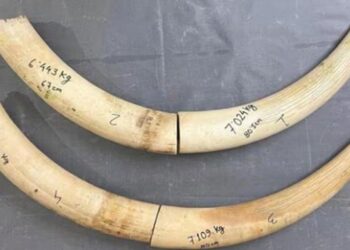 Assam customs seize 28 kg ivory in Biswanath Chariali, arrest suspected trader